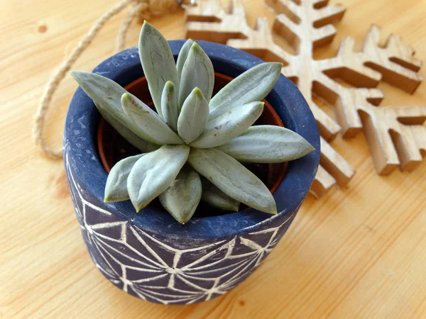 Winter Interior Decoration with Cactus