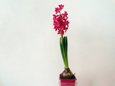 Sümbül çiçek tencereye büyüyen pembe