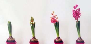 Pembe sümbül aşamaları büyüyen