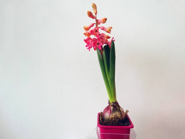 Jacinto Rosa Creciendo Una Maceta — Foto de Stock