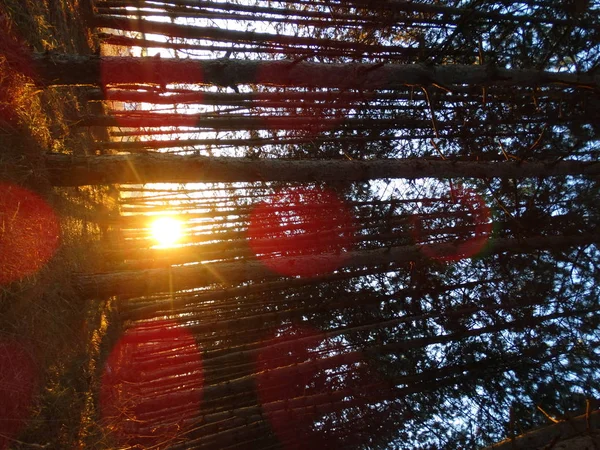 Закат Деревьями Лесу — стоковое фото