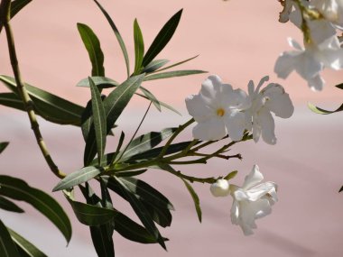 Beyaz yaz çiçek çiçek