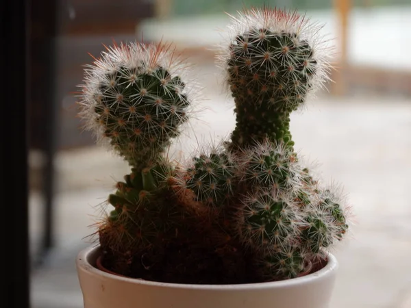 Kis Kaktuszok Virág Pot — Stock Fotó