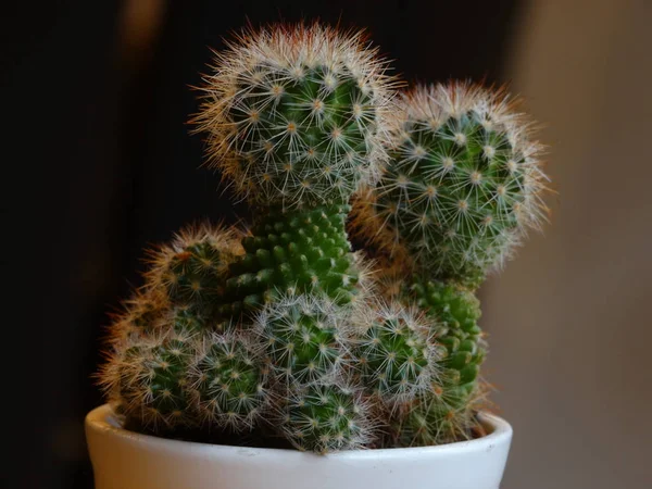 Pequeños Cactus Maceta —  Fotos de Stock