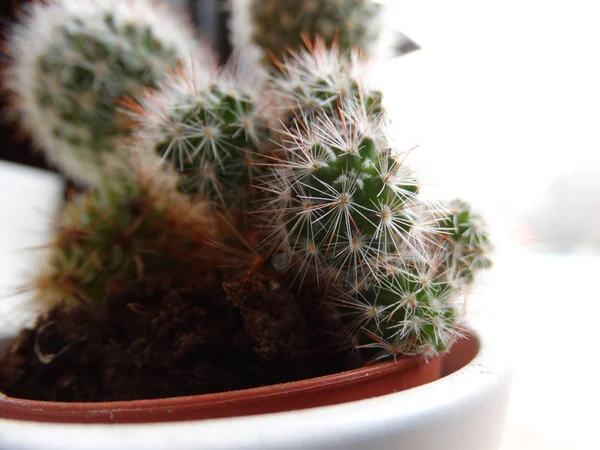 Pequeños Cactus Maceta — Foto de Stock