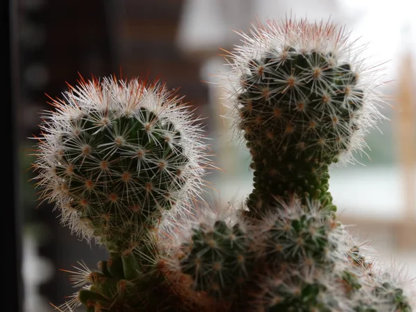 Small Cacti Flower Pot — Stock Photo, Image