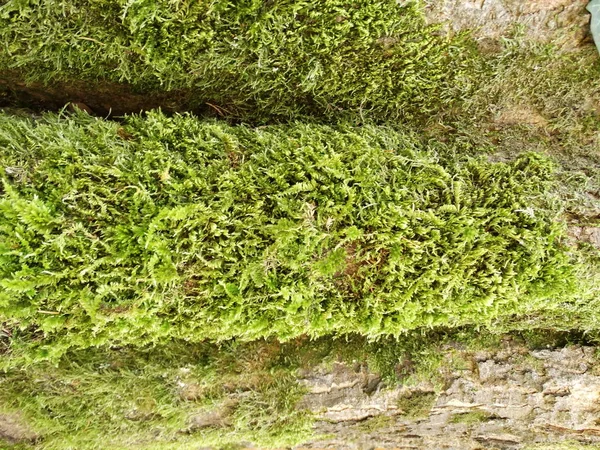 Green Mossy Tree Stem — Stock Photo, Image