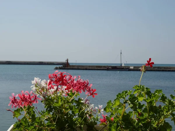 Rosa Pelargonien Blüten Vor Dem Hintergrund Des Meeres — Stockfoto