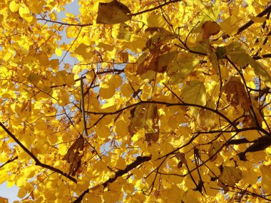 Ağaçtaki sarı sonbahar yaprakları