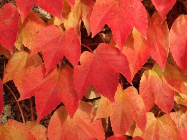 kırmızı sonbahar yaprakları ağaçta