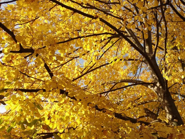 Yellow Autumn Leaves Tree — Stock Photo, Image