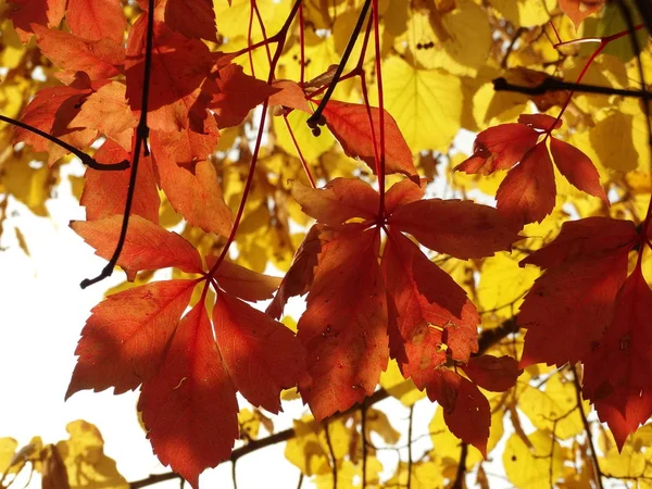 Červené Podzimní Listí Stromě — Stock fotografie