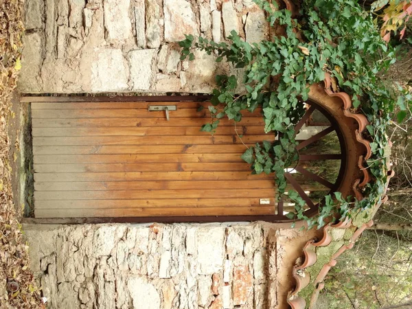 Planta Enredadera Una Vieja Puerta Madera — Foto de Stock