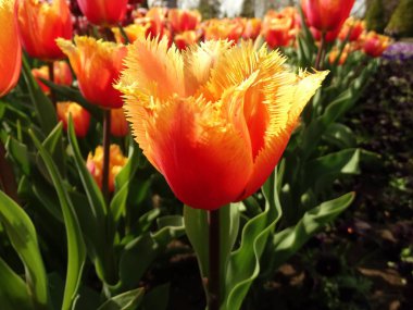 Turuncu lale. Yakın çekim. 