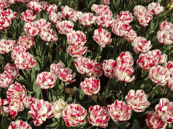 Red and White Tulips in a Garden