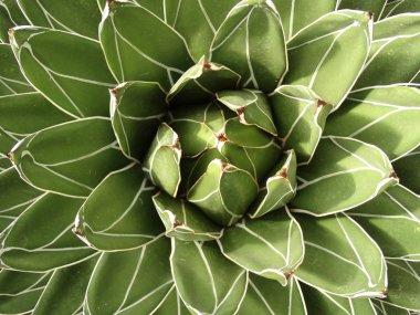 bir kaktüs Üstten Görünüm