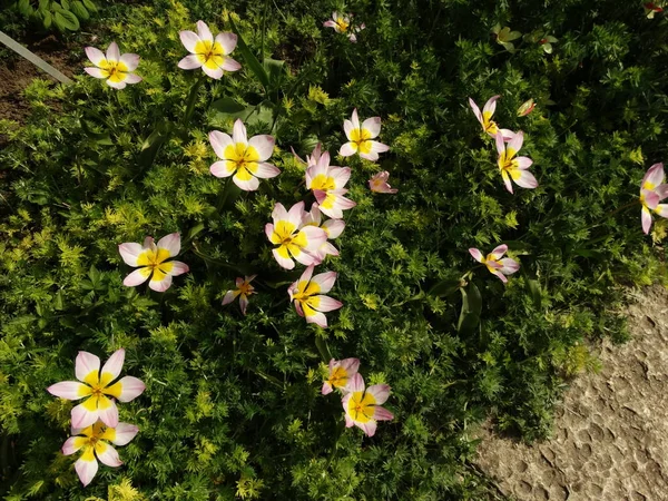 Rosa Und Gelbe Blüten — Stockfoto