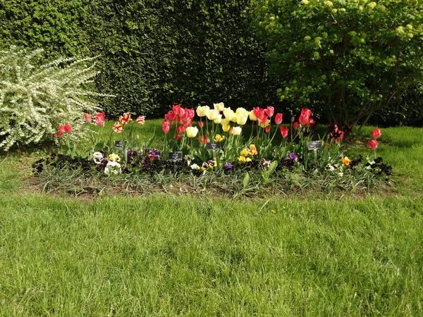 Red Yellow Tulips — Stock Photo, Image