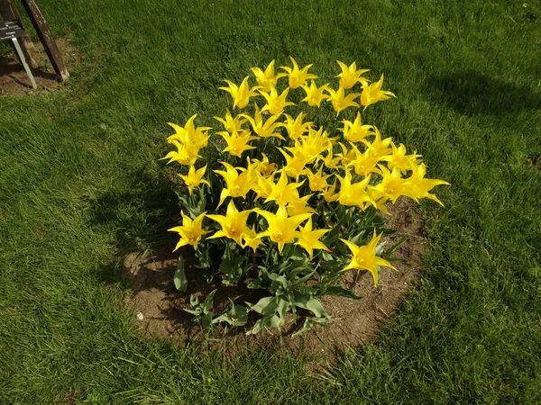 Żółte Tulipany Ogrodzie — Zdjęcie stockowe