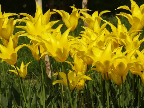 Żółte Tulipany Ogrodzie — Zdjęcie stockowe