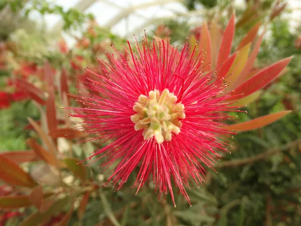 Exotic Red Flower close up