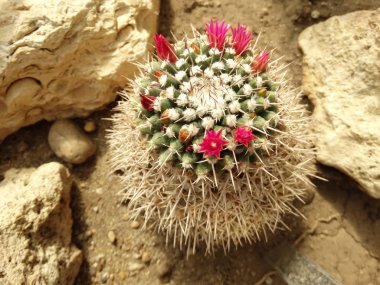 Pembe çiçek açan kaktüs yakın çekim 