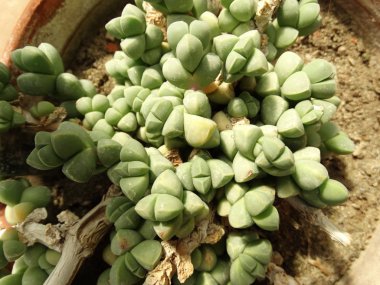 Lithops kadar en iyi görünümü Kapat 