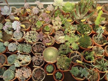 Küçük kaktüsler üstten görünüm