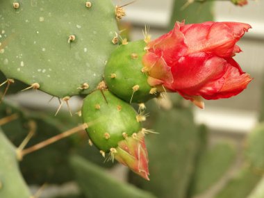 Kırmızı çiçek açan kaktüs yakın çekim 
