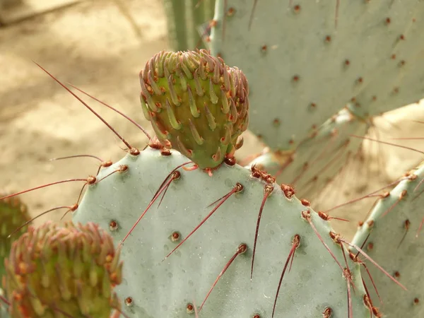 Vista Lateral Cactus — Foto de Stock