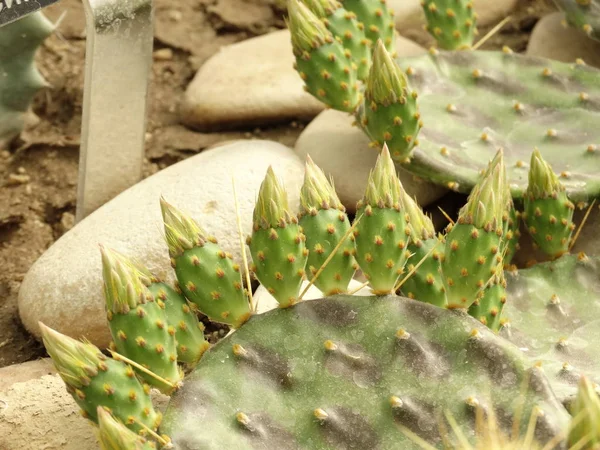 Gröna Cactus Närbild — Stockfoto