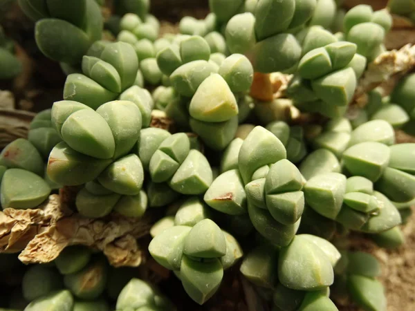 Lithops Close Bovenaanzicht — Stockfoto