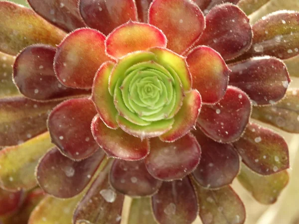 Bovenaanzicht Van Een Rode Groene Cactus — Stockfoto