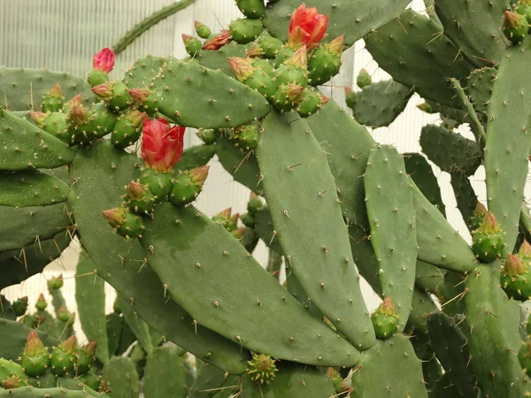 Cactus Rojo Floreciente Cerca — Foto de Stock