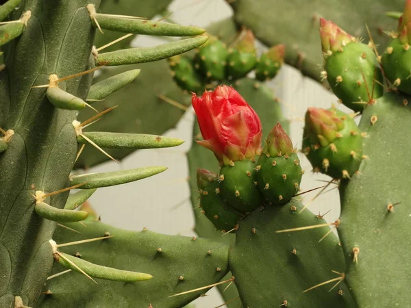 Röd Blommande Kaktus Närbild — Stockfoto