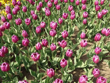 Siklamen lale Bahçe