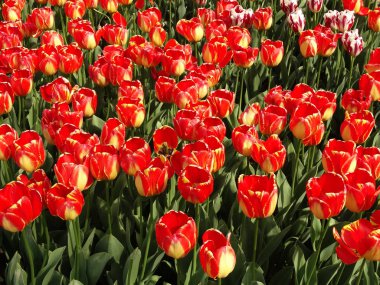 Bahçedeki kırmızı laleler