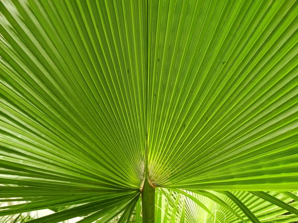 Palm Leave Cerca — Foto de Stock