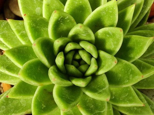 Vista Superior Cactus Verde — Foto de Stock