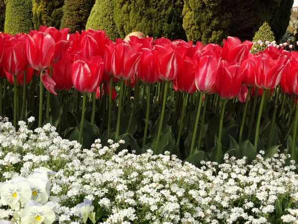 Jardin Tulipes Rouges — Photo