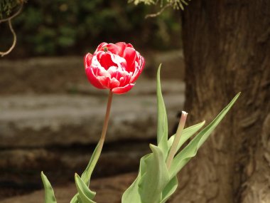 İzole kırmızı lale yakın çekim 