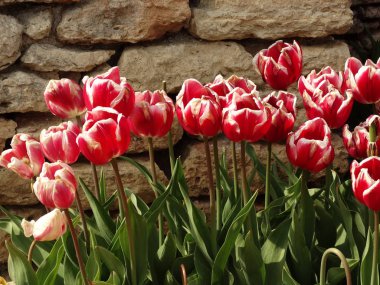 Kırmızı ve Beyaz Lale Bahçe