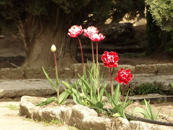 Tulipanes Rojos Aislados Cerca — Foto de Stock