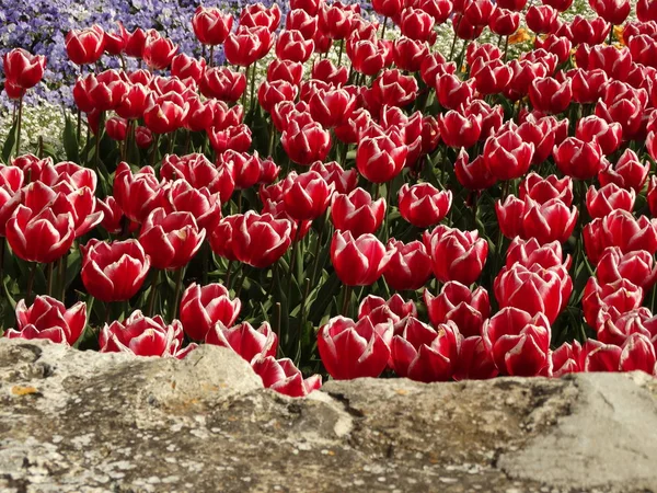 Red and White Tulips in a Garden