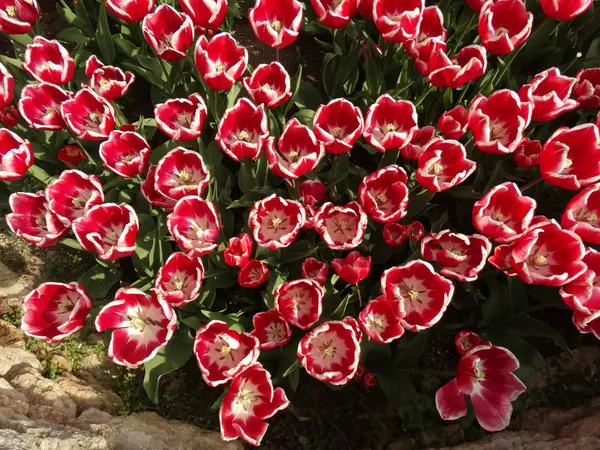 Biało Czerwone Tulipany Ogrodzie — Zdjęcie stockowe