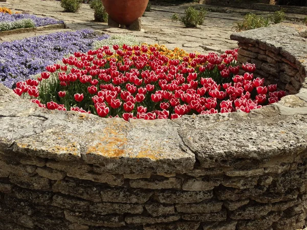 在花园中的红色和白色郁金香 — 图库照片