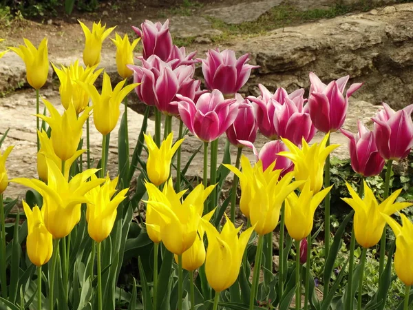 Żółty Różowy Tulipany — Zdjęcie stockowe