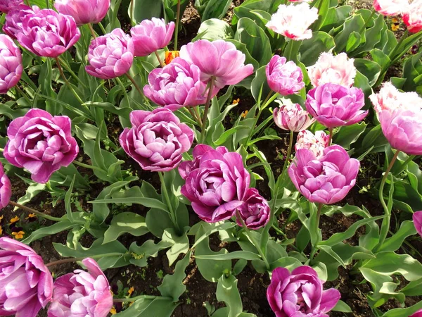 Rosa Tulpen Garten — Stockfoto