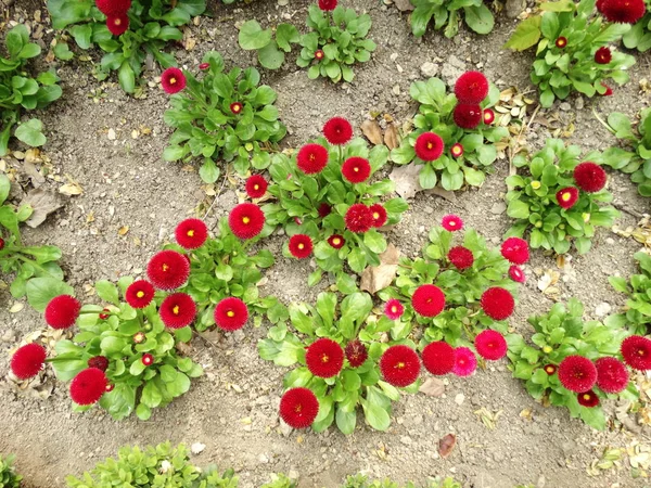 花园中的红色小花的顶部景观 — 图库照片