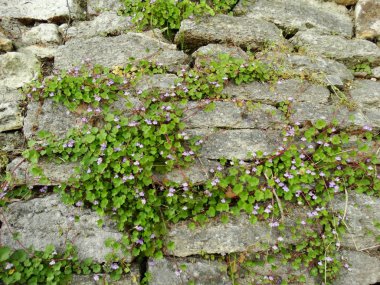 Taş duvara küçük mor çiçekleri